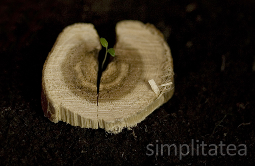 IMG_1837grow