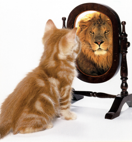 cat-lion