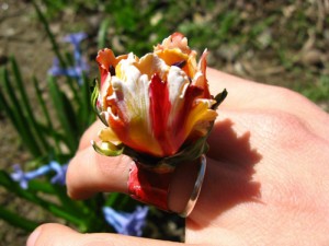 lalea ciufulita